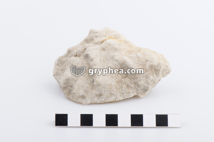 Grès blanc - gryphea.org